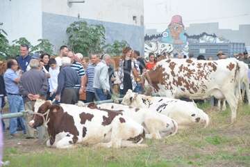 La feria de ganado, atractivo principal de la jornada matutina en Jinámar (Foto Antonio Alí y Francisco Javier Santana)